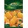 Quedlinburger Saatgut Tomate, Yellow Pearshaped F1