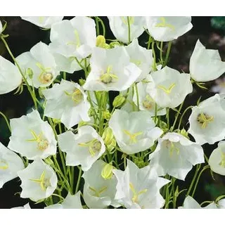 Karpaten-Glockenblume, Weiß