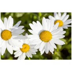 Leucanthemum vulgare, Margerite, weiß, ca. 9x9 cm Topf