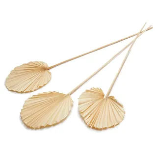 Trockenblume Palmenblatt "Rund" in Gebleicht Weiß, 10 Stück, Größe ca. 30-40cm, NaDeco
