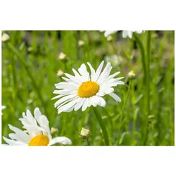 Leucanthemum vulgare 'Maikönigin', Margerite, weiß, ca. 9x9 cm Topf