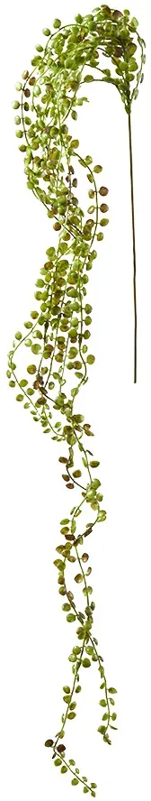 Ceropegia Hänger 110cm grün