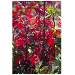 Lobelia x speciosa 'Fan-Scharlach', scharlachrot, ca. 9x9 cm Topf