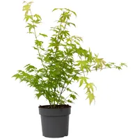 Plant in a Box Japanischer Ahorn Baum - Acer