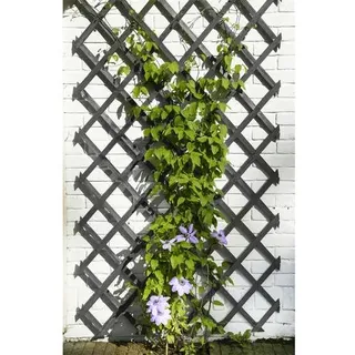 Versele-Laga Nature Garten-Rankgitter 50x150 cm Holz Anthrazit
