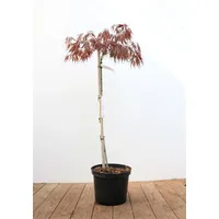 Pflanzen Für Dich Acer palmatum 'Dissectum Garnet', Japanischer Ahorn,