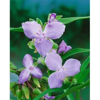 Pflanzen Für Dich Tradescantia x andersoniana 'I.C. Weguelin', ca.