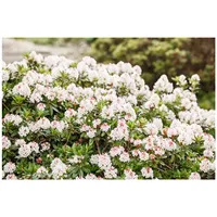 Pflanzen Für Dich Rhododendron micranthum 'Bloombux' -R-, kompakt, 20–25