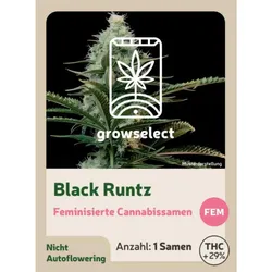 Black Runtz | Feminisierte Cannabissamen von GrowSelect | 1 Hanfsamen