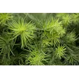 Larix Kaempferi Blue Dwarf Japanische Lärche Blaugrau 80 cm Stammhöhe