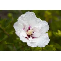 Pflanzen Für Dich Hibiscus syriacus 'Pinky Spot', Roseneibisch, rosa,