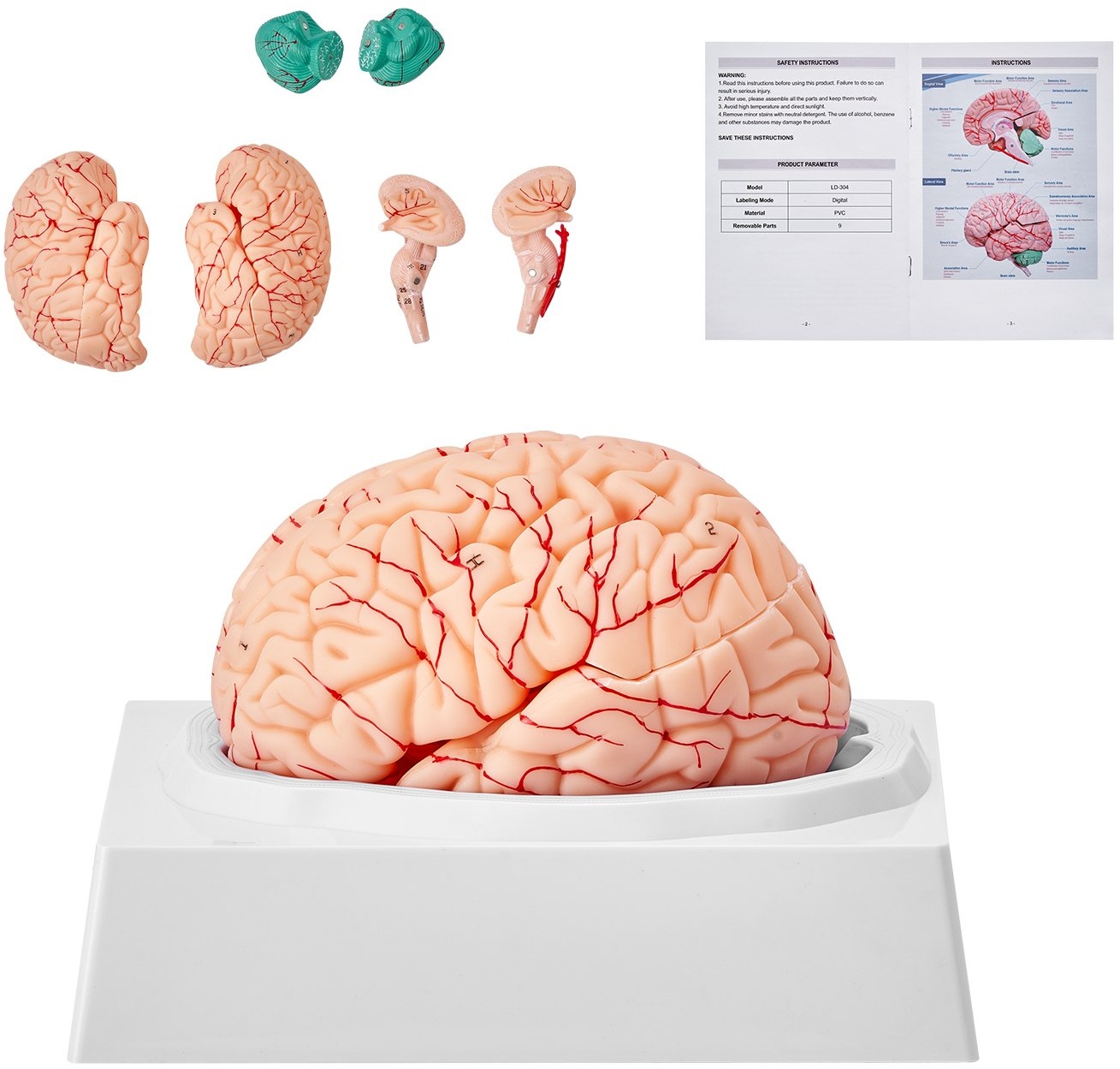 VEVOR Menschliches Gehirn Modell Anatomie, 1:1 Lebensgröße 9-teiliges Menschliches Gehirn Anatomisches Modell mit Etiketten & Display Basis, Abnehmbare Gehirn Modell für Wissenschaft Forschung Lehren