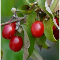Kornelkirsche Kasanlaker 125-150cm - Cornus mas