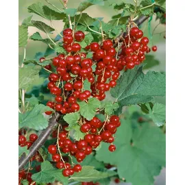 Pflanzen Für Dich Ribes rubrum Jonkheer van Tets', Rote Johannisbeere, 30–40 cm