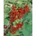 Pflanzen Für Dich Ribes rubrum Jonkheer van Tets', Rote Johannisbeere, 30–40 cm
