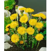 Pflanzen Für Dich Tussilago farfara, Huflattich, ca. 9x9 cm