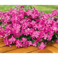 Pflanzen Für Dich Phlox subulata 'MacDaniel's Cushion' Polsterphlox, rosa,