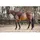 Equinate Reitpad Toledo aus Mikrofaser Weinrot