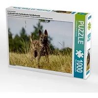 Calvendo Ein Motiv aus dem Kalender ausdrucksvolle Holländische Schäferhunde