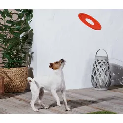 Tchibo - Hunde-Wurfscheibe - orange
