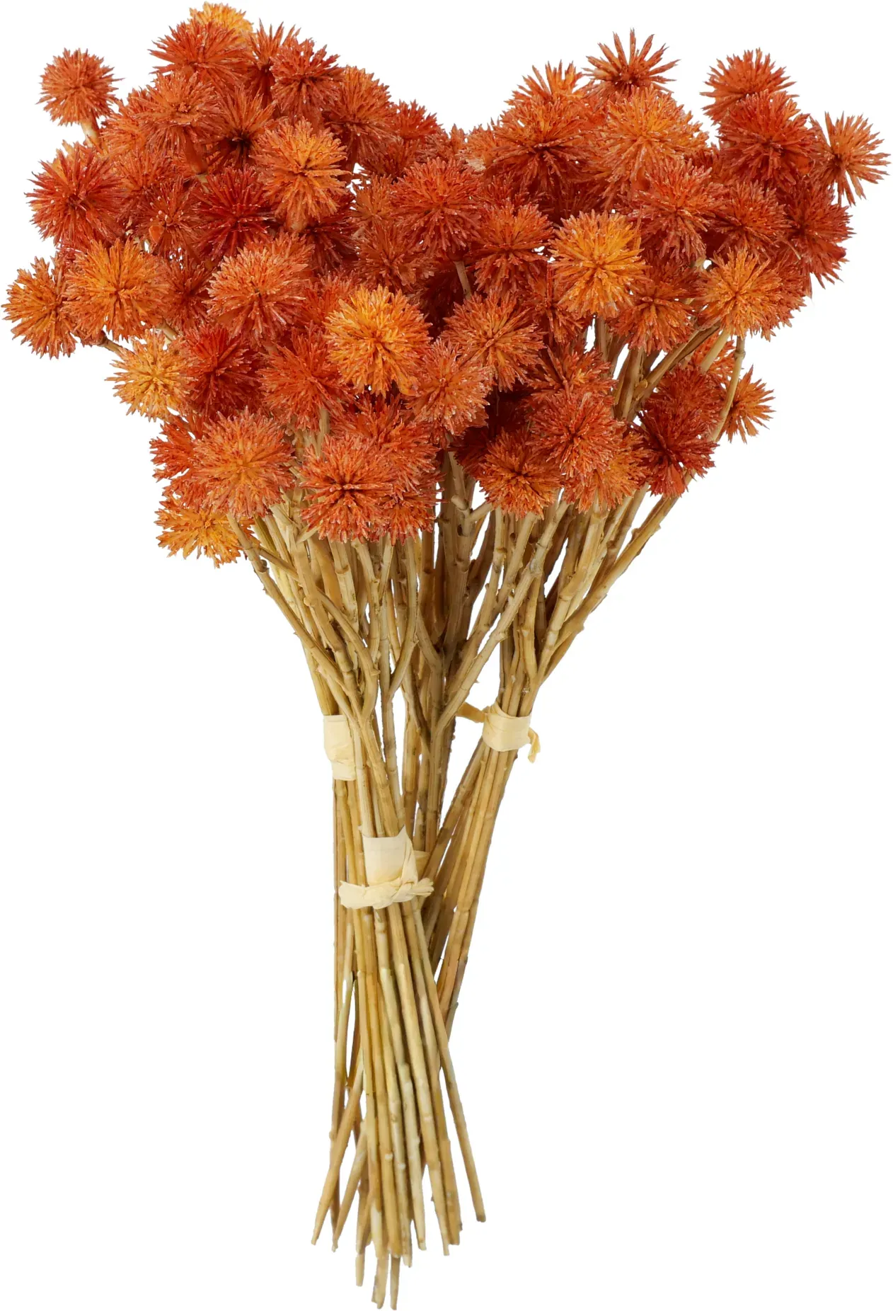 Sedum Bund 30cm trocken x6 orange