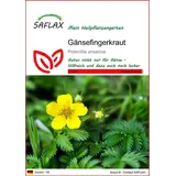 SAFLAX - Heilpflanzen - Gänsefingerkraut - 20 Samen - Potentilla anserina