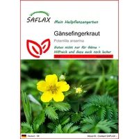 SAFLAX - Heilpflanzen - Gänsefingerkraut - 20 Samen - Potentilla anserina