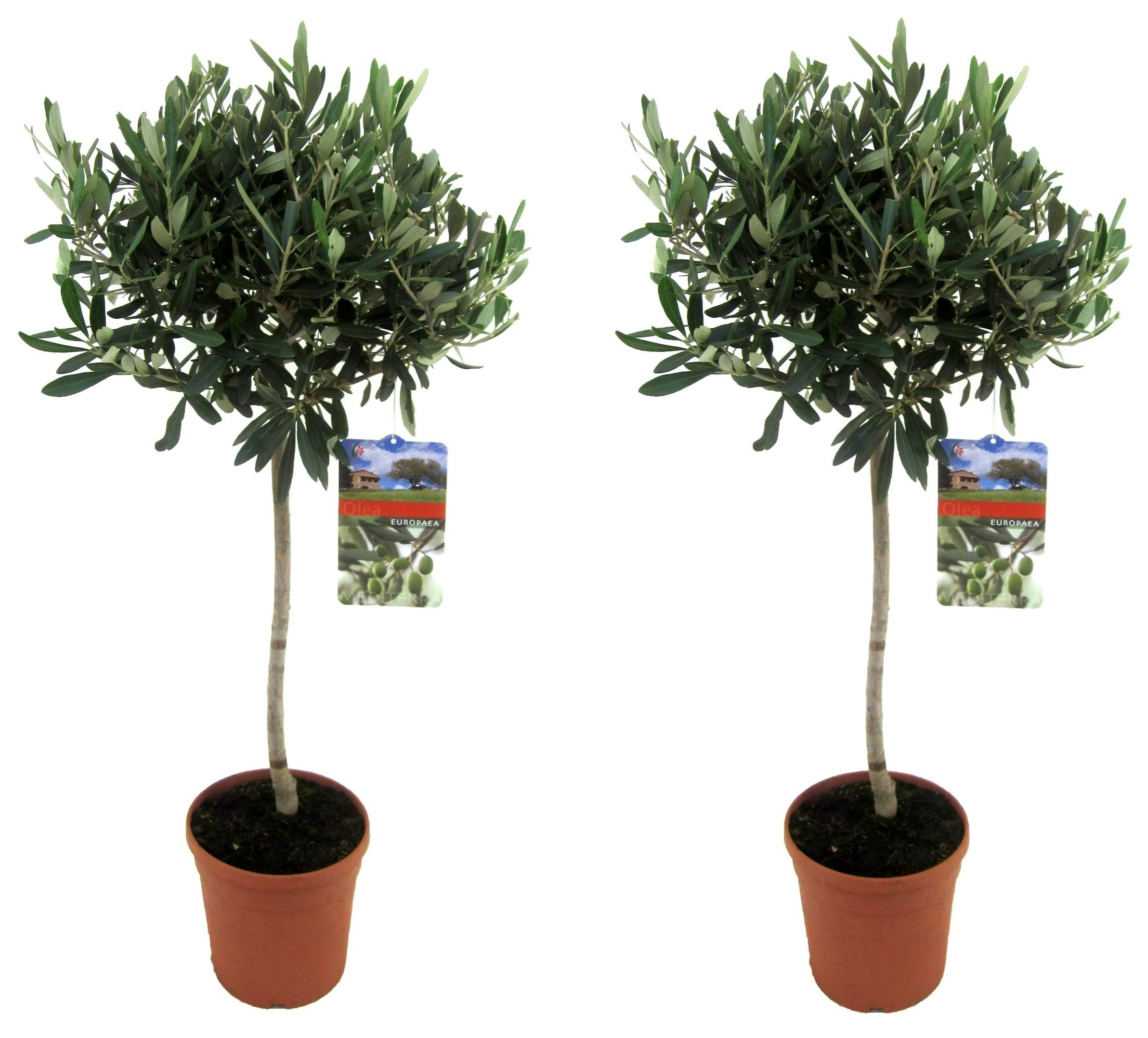 Plant in a Box Olivenbaum - Olea Europaea Höhe 2er Set 90-100cm