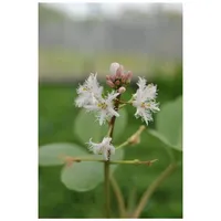 Pflanzen Für Dich Menyanthes trifoliata, Fieberklee, ca. 9x9 cm