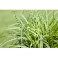 Pflanzen Für Dich Carex caryophyllea 'The Beatles' Segge, ca.