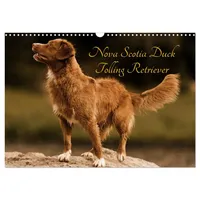 Calvendo Nova Scotia Duck Tolling Retriever (Wandkalender 2026 DIN