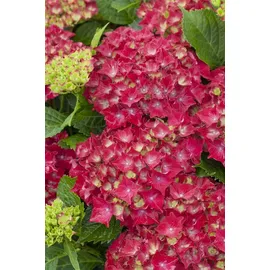 Pflanzen Für Dich Hydrangea Macrophylla Bauernhortensie Royal Red 30-40 cm