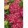 Pflanzen Für Dich Hydrangea Macrophylla Bauernhortensie Royal Red 30-40 cm