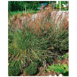 Sorghastrum nutans, Indianergras, ca. 9x9 cm Topf, zierlich