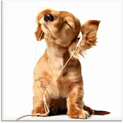 Glasbild ARTLAND "Junger Hund hört Musik über Kopfhörer", weiß (farbe bild(er): weiß), B:20cm H:20cm, Bilder, in verschiedenen Größen
