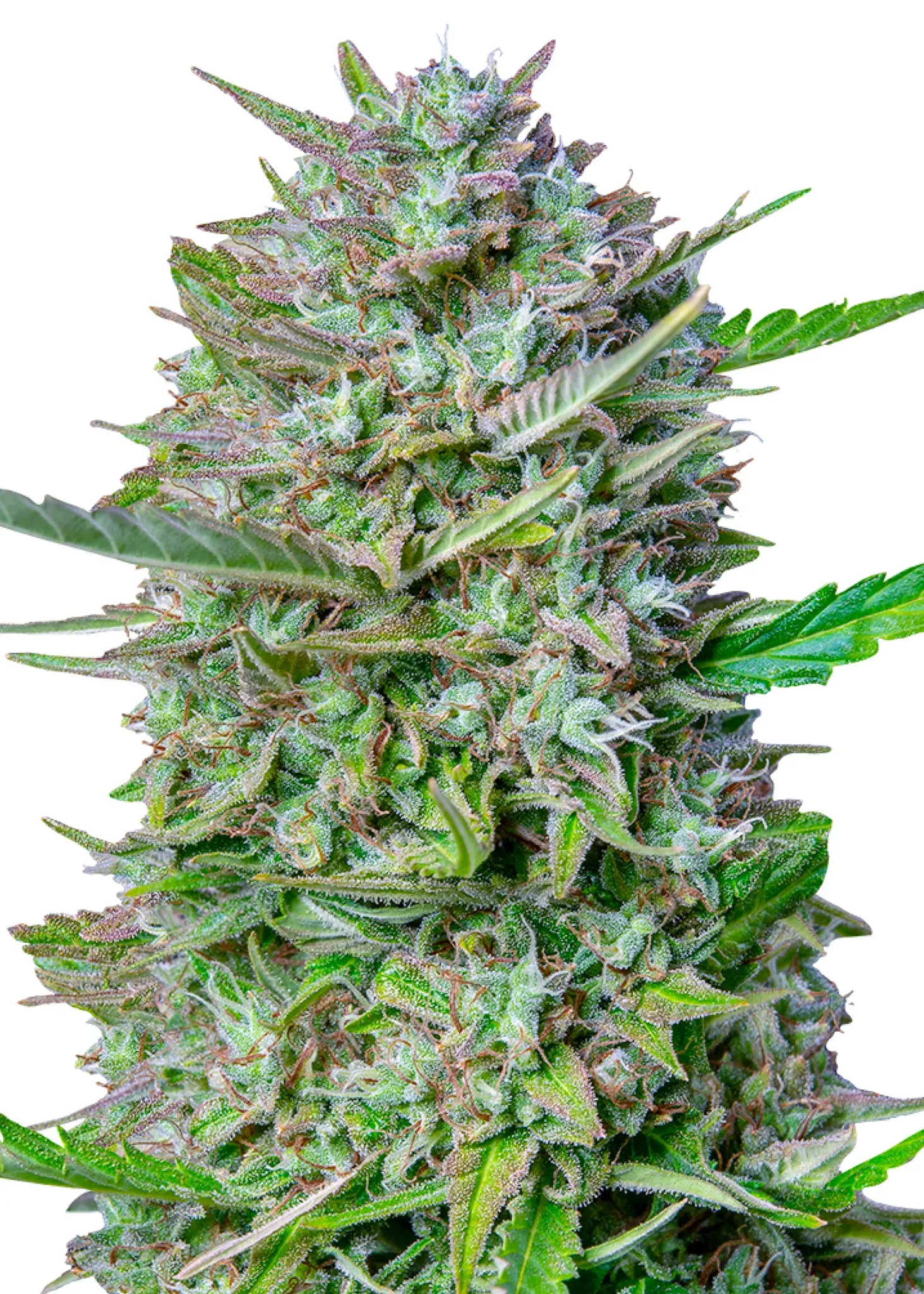 Royal Queen Seeds Mimosa Auto 3 Samen