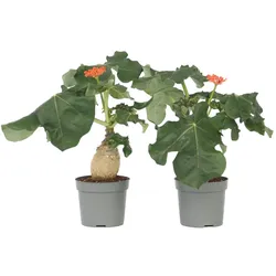 Plant in a Box Gichtkraut - Jatropha Podagrica 2er Set Höhe 25-45cm