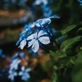 Plant in a Box - Plumbago auriculata - Höhe 25-40cm