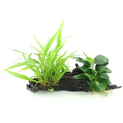 Microsorum pteropus + Anubias nana 28 x 10 x 20 Centimeter Wurzel