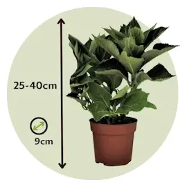 Plant in a Box - Hydrangea macrophylla - 3er Mischung Höhe 25-40cm