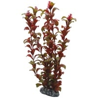 Dohse Rotala 30 cm