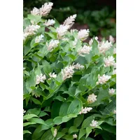 Pflanzen Für Dich Smilacina stellata, Sternsiegel, ca. 9x9 cm