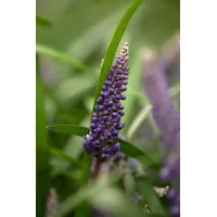 Pflanzen Für Dich Liriope muscari 'Royal Purple', lilafarben, ca.