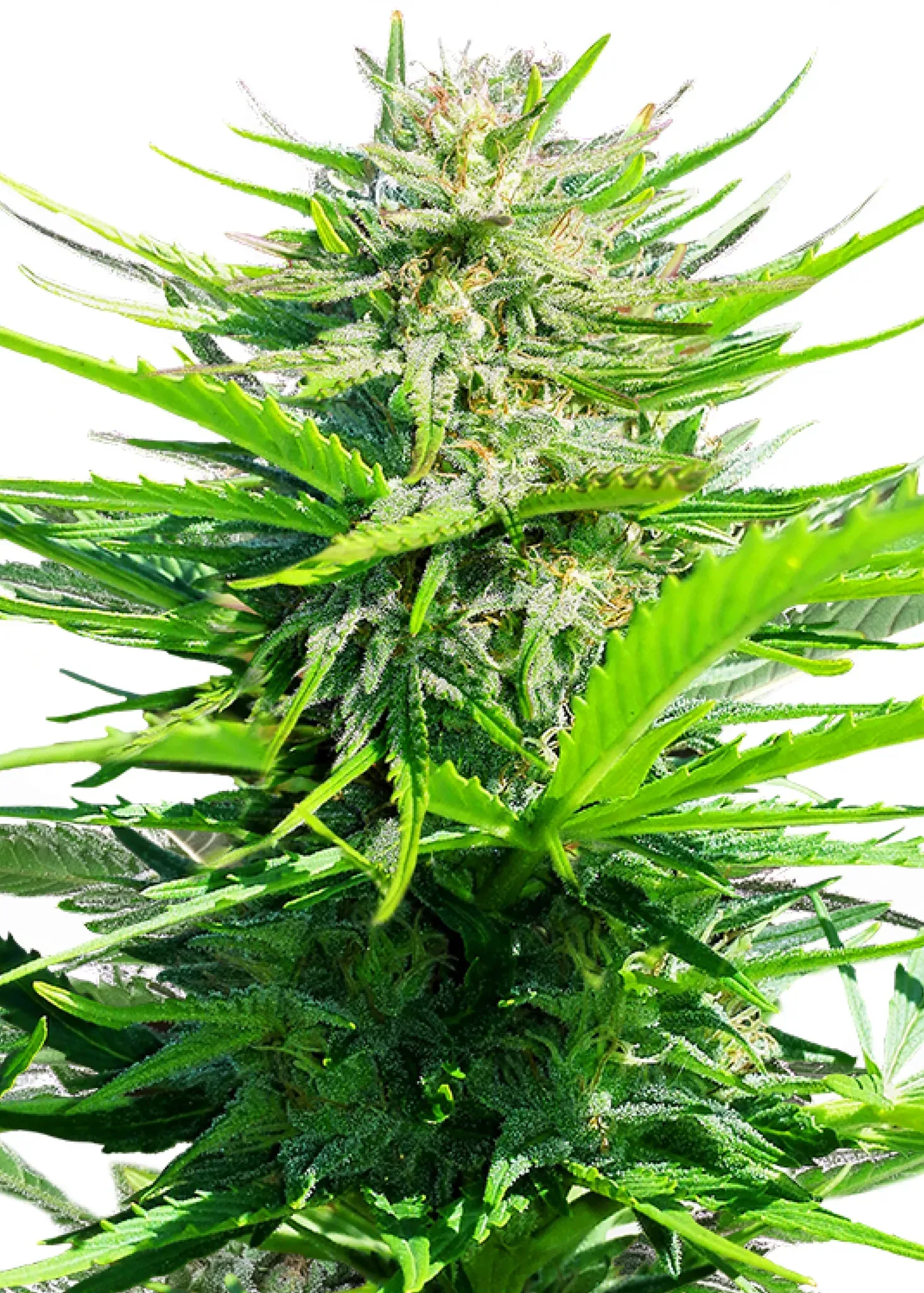 Royal Queen Seeds Royal Cheese - Fast 3 Samen