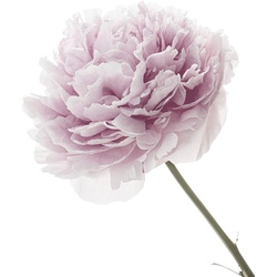 Wandtattoo QUEENCE „Anna“ Wandtattoos Gr. B/H: 80 cm x 80 cm, Blume, rosa Wandtattoos Natur