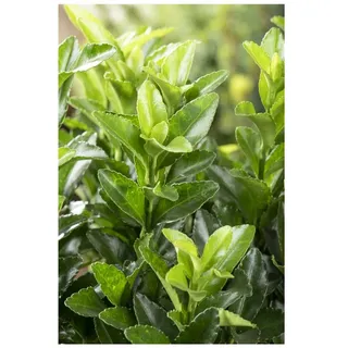 Pflanzen Für Dich Euonymus japonicus 'Green Spire' p 0,5 10- 15