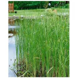 Typha laxmannii, Rohrkolben, ca. 9x9 cm Topf