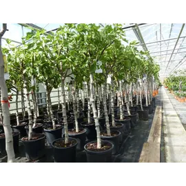 grünwaren Feigenbaum 150-180 cm Obstbaum winterhart kräftiger Stamm, Ficus Carica, Feige, Obst