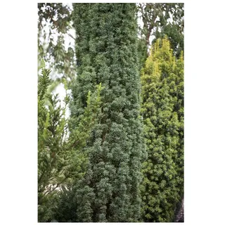 Pflanzen Für Dich Taxus baccata 'Fastigiata Robusta', Säuleneibe, 30–40 cm