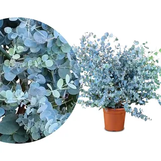 Meine Orangerie Eukalyptus Baum - Eucalyptus gunnii - Winterharte Eukalyptus Pflanze echt - Schöne Garten und Balkon Pflanze im 6L Topf